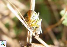 Binsenschmuckzikade (Green Leafhopper, Cicadella viridis)