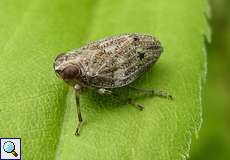 Echte Käferzikade (Hopper, Issus coleoptratus)