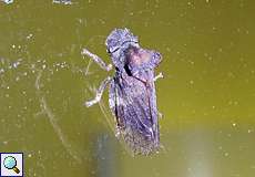 Echte Ohrzikade (Ledra aurita)