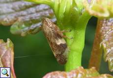 Erlenschaumzikade (Alder Spittlebug, Aphrophora alni)