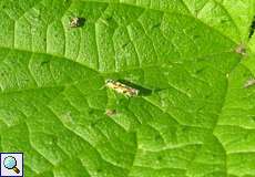 wahrscheinlich Gold-Blattzikade (Potato Leafhopper, Eupteryx aurata)