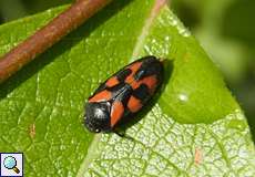 Gemeine Blutzikade (Froghopper, Cercopis vulnerata)