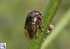 Ginsterzikade (Broom Cicada, Gargara genistae)