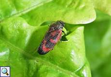 Kiefernblutzikade (Red-black Pine Bug, Haematoloma dorsata)