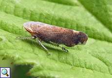 Strauchzirpe (Fieberiella florii/septentrionalis)