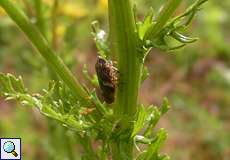 Wiesenschaumzikade (Meadow Spittlebug, Philaenus spumarius)