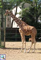 Netzgiraffe (Giraffa camelopardalis reticulata) im Kölner Zoo