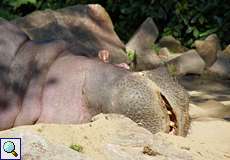 Dösendes Flusspferd (Hippopotamus amphibius) an einem heißen Sommertag