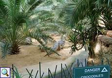 Palmen und Sand für die Nilkrokodile (Crocodylus niloticus) im Hippodom