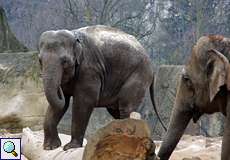 Asiatischer Elefant (Elephas maximus) im Elefantenpark