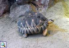 Strahlenschildkröte (Astrochelys radiata) im Madagaskar-Haus