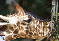 Netzgiraffe (Giraffa camelopardalis reticulata) im Kölner Zoo
