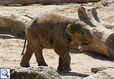 Junger Asiatischer Elefant (Elephas maximus) im Elefantenpark
