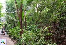 Üppige Vegetation im Regenwaldhaus des Kölner Zoos