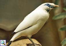 Balistar (Leucopsar rothschildi) Balistar (Leucopsar rothschildi)