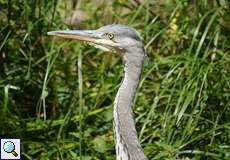 Wilder Graureiher (Ardea cinerea cinerea) im Kölner Zoo