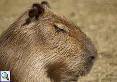 Capybara (Hydrochaeris hydrochaeris) im Kölner Zoo