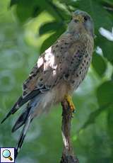 Turmfalke (Falco tinnunculus) im Eulenkloster