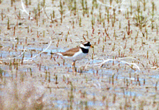 Sandregenpfeifer (Ringed Plover, Charadrius hiaticula)