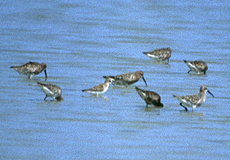 Gemischte Gruppe von Wasservögeln