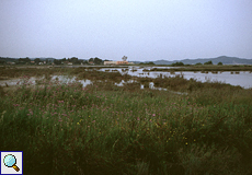 Wildblumenmeer in den Salinen von Alikés