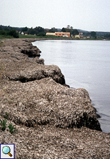 Abgestorbene Seegrasstücke an der westlichen Küste der Halbinsel