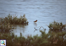 Wasservogel in der seichten Uferzone eines Salinenbeckens