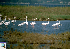 Rosaflamingos (Phoenicopterus roseus) in den Salinen