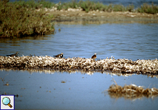 Steinwälzer (Arenaria interpres interpres) auf Resten abgestorbener Wasserpflanzen