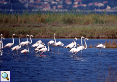 Rosaflamingos (Phoenicopterus roseus) in den Salinen