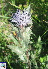 Blaue Färberdistel (Carduncellus caeruleus) in Blüte