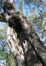 Ölbaum (Olea europaea)