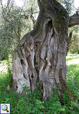 Ölbaum (Olea europaea)