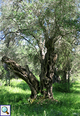 Ölbaum (Olea europaea)