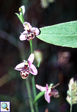 Schnepfen-Ragwurz (Woodcock Orchid, Ophrys scolopax)