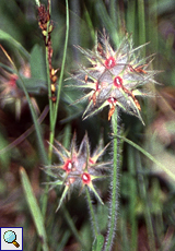 Schnepfen-Ragwurz (Woodcock Orchid, Ophrys scolopax)