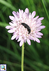 Acker-Witwenblume (Field Scabious, Knautia arvensis)