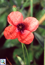 Bastardmohn (Rough Poppy, Papaver hybridum)