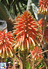 Baumartige Aloe (Tree Aloe, Aloe arborescens)