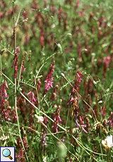 Bengalische Wicke (Purple Vetch, Vicia benghalensis)