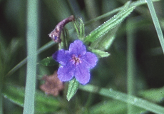 Blauer (blauroter) Steinsame (Purple Gromwell, Buglossoides purpuro-caerulea)