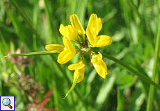 Bockshornklee (Hay Seed, Trigonella foenum-graecum)