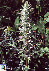Dorniger Akanthus (Spiny Bear's Breeches, Acanthus spinosus)
