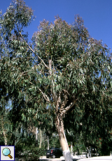 Eukalyptus-Baum (Eucalyptus, Eucalyptus sp.)