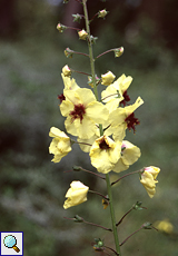 Gewelltblättrige Königskerze (Wavyleaf Mullein, Verbascum sinuatum)