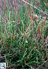 Graue Gliedermelde (Shrubby Glasswort, Arthrocnemum macrostachyum)