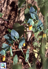 Große Wachsblume (Honeywort, Cerinthe major)