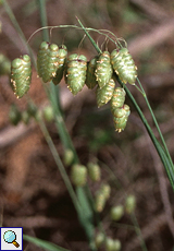 Großes Zittergras (Quaking Oats, Briza maxima)