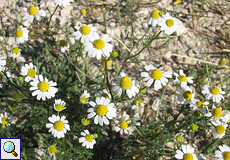 Hundskamille (Mayweed, Anthemis sp.)