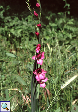 Illyrische Siegwurz (Wild Gladiolus, Gladiolus illyricus)